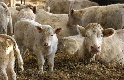 Cows_And_Calves