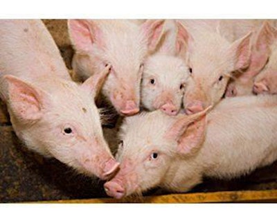 Fotolia-piglets-1307FILactose