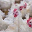 broiler-chickens-on-farm