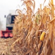 combine-corn-field