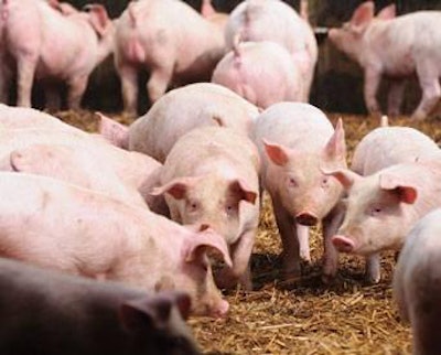 effect-of-particle-size-on-pig-feed-1401FMIngredients