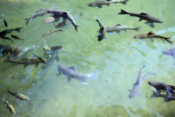 an image of a feeding fish in a park