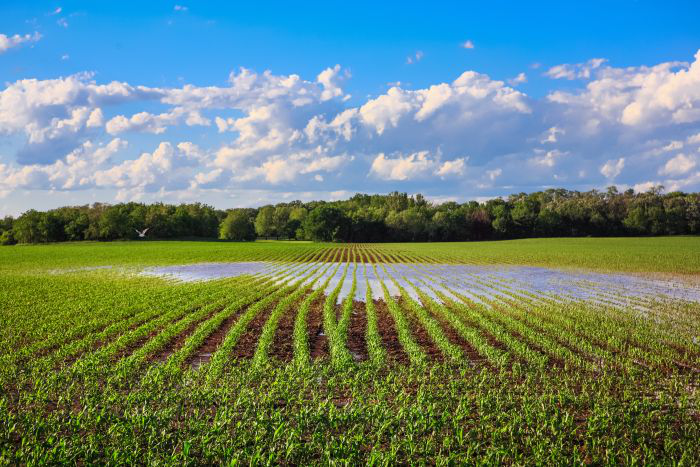 Flooded cornfield in the spring in Wisconsin