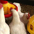 four-broiler-chickens-eating