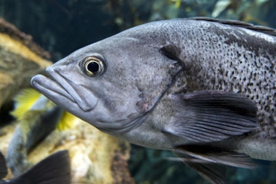 largemouth-bass