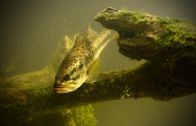 largemouth-bass