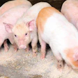 mcfa-in-piglet-diets