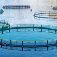 salmon-farm