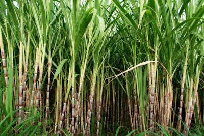 sugar cane fields, culture tropical and planetary stake on bioca