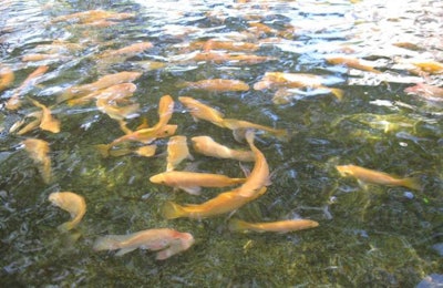 tilapia
