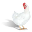 Hubbard Efficiency Plus female breeder