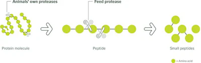 Proteases-degrade-protein.jpg