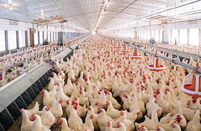 broiler-breeders-feed-conversion-1611BreederNutrition2.jpg