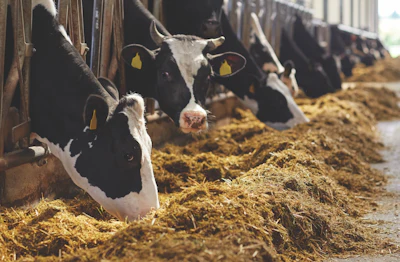 The global dairy industry increased milk production by 2.2%, totaling 843 million tons in 2018. (dolgachov | Bigstock.com)