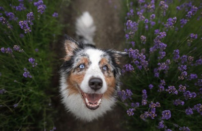 Pet owners are paying more attention than ever to the health and wellbeing of their furry companions, and functional pet food ingredients are rising to the occasion. (annaav | AdobePhoto.com)