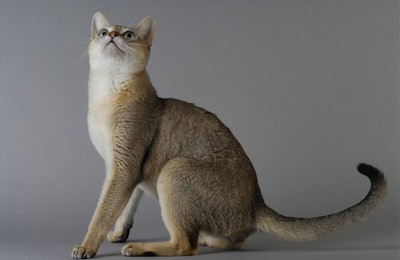 Singapore’s Housing Development Board’s widespread ban on cats has created unique challenges for the pet food industry in the country. (coulanges I AdobePhoto.com)