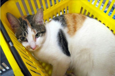 202002 Cat In Yellow Basket