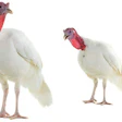 Reovirus is a complex pathogen attracting more concern as it grows in prevalence in the poultry industry. | (Vasyl Helevachuk | iStockPhoto.com)