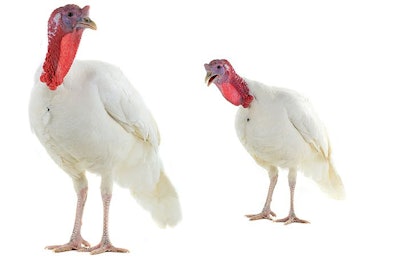 Reovirus is a complex pathogen attracting more concern as it grows in prevalence in the poultry industry. | (Vasyl Helevachuk | iStockPhoto.com)