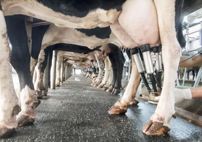 Dairy Cattle Milking