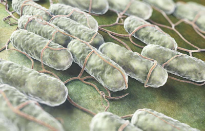 Salmonella present in animal feed is a significant source of infection in livestock and is considered a public health hazard. (iLexx | iStock.com)
