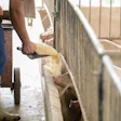 Farmers Are Pouring Bran To Pigs In An Organic Pig Farm. Rural L