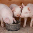 Three Little Pigs