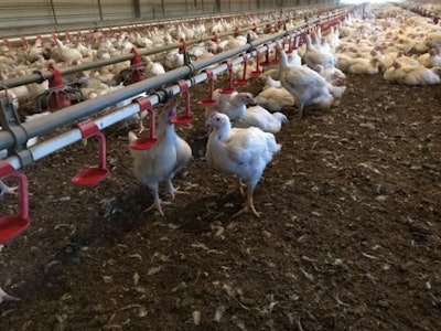 Feed withdrawal and loading can have significant impacts on yield and quality. (Cobb-Vantress)