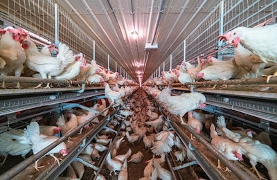Use of a 'drop ceiling' hides the trusses and prevents obstruction of airflow while eliminating the space for a biosecurity break. (Courtesy Agricon)
