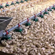 Turkey flock success begins with attention to small details at the beginning of the birds life. Courtesy Hybrid Turkeys
