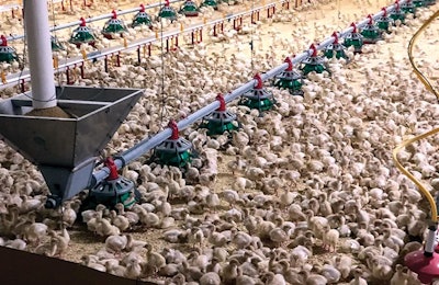 Turkey flock success begins with attention to small details at the beginning of the birds life. Courtesy Hybrid Turkeys