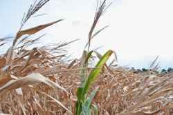 Photo courtesy of USDA