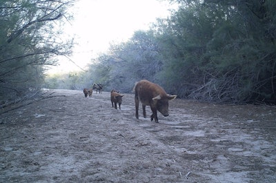 'Feral swine walking on path in Havasu National Wildlife Refuge' by USDAgov is licensed under CC PDM 1.0