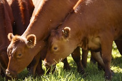 牛肉蒸馏者照片Nebraska扩展