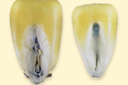 蓝眼模子显示为蓝线 中间玉米内核,照片由Iowa粮品素创