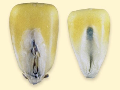 Blue eye mold appears as a blue line down the middle of a corn kernel, where the germ is located. Photo by Iowa Grain Quality Initiative