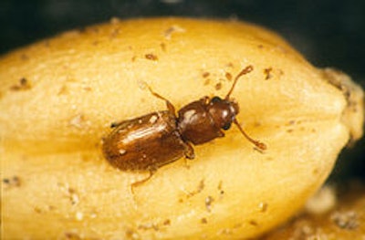 CSIRO Science Image 2295 Foreign Grain Beetle