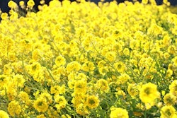 Canola flower 1168004 340