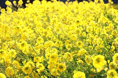 Canola flower 1168004 340