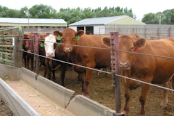Cattle at feedlot