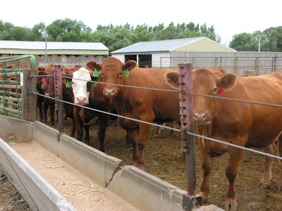 Cattle at feedlot