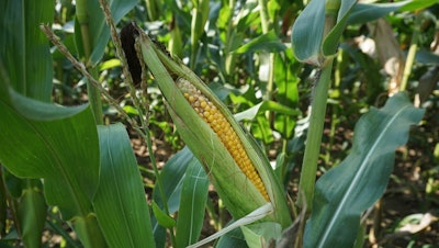 Corn Pic