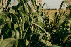 Photo: cottonbro via Pexels
