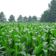 Corn growin