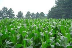 Corn growin