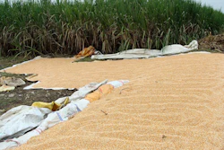 Corn pile