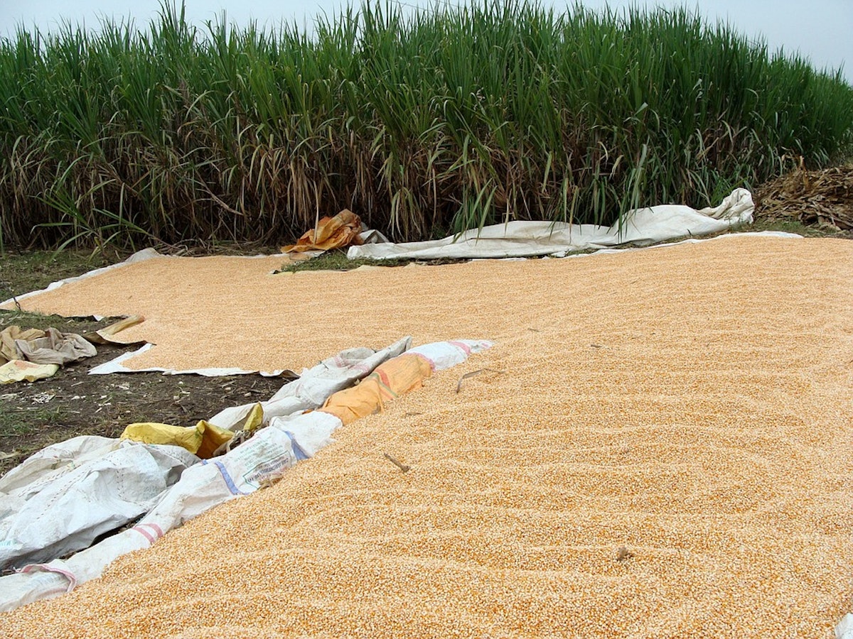 Clean-up Continues at New Carlisle, OH, Grain Spill | Feed & Grain