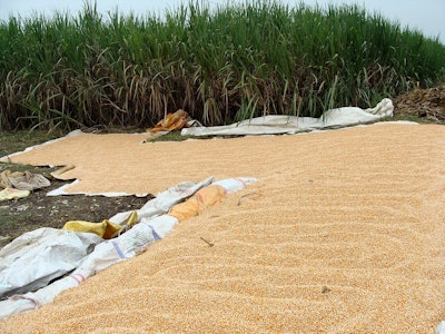 Corn pile