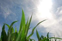 Corn to the Sun