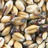 PHOTO BY FOOD PROTECTION SERVICES Lesser grain borer residing in a boot pit may comingle with clean incoming grain.